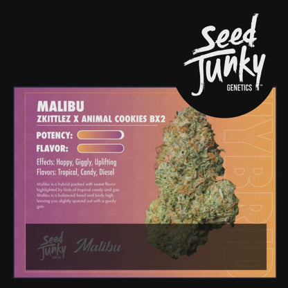 Malibu Seedjunky Breeder cut