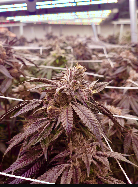 Obama Runtz Coming Soon