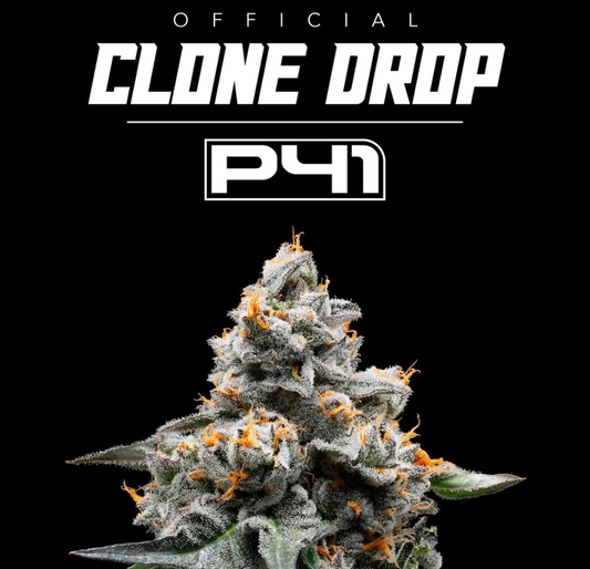 P41 Aka Pina Colada Pre Sale