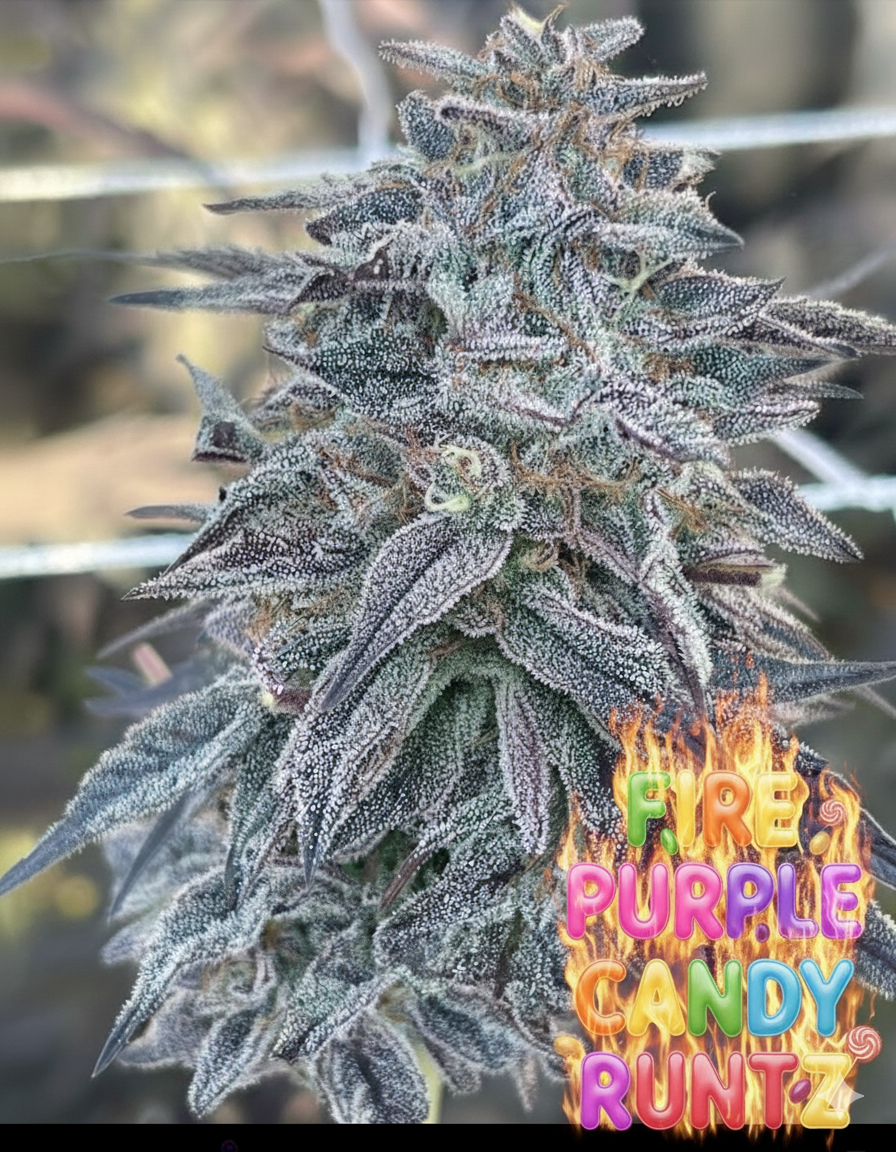 Lemon Cherry Delight